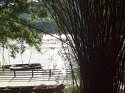 湖边竹子图片