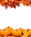 秋天图片素材 南瓜和枫叶