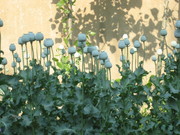 罂粟花摄影图片
