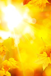 枫叶背景图片 金色光芒