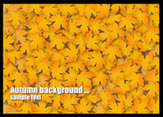 秋季枫叶背景图片