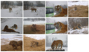 东北虎摄影图片 冬天的老虎