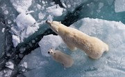 高清北极熊母子图片