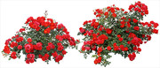 红色月季花丛PSD分层素材