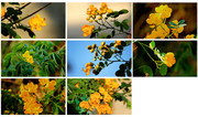 双荚决明子花图片 黄色花朵摄影