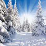 冬季雪松林图片素材