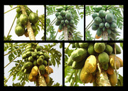 高清木瓜树图片素材