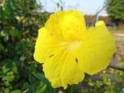 黄色花朵特写照片