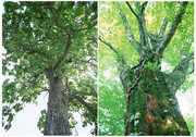 绿色大树摄影图片