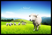 绵羊牧场 生态农场图片素材