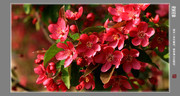 红色海棠花照片
