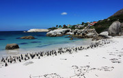 沙滩企鹅群图片