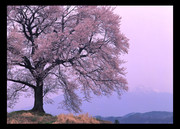 樱花树图片下载
