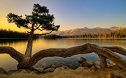 黄昏美景图片 湖边的古树