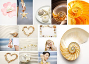 各类海螺贝壳图片素材