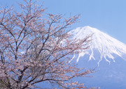 富士山春天风景图片