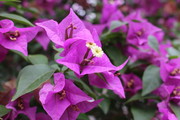 紫红色花朵图片