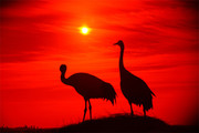 夕阳下的丹顶鹤图片