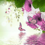 蝴蝶与花水中倒影图片