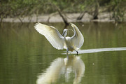 白色水鸟图片