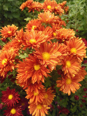 橙色菊花摄影图片
