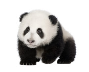 幼小的大熊猫图片