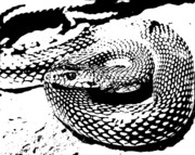 矢量蛇图片