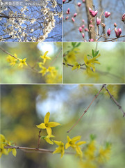 春天植物花卉图片