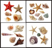 海螺海星贝壳图片