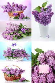 紫色绣球花静物摄影