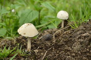 白蘑菇图