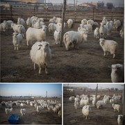 牧场羊的图片