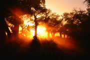 夕阳树林风景图片