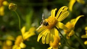 菊花和蜜蜂特写摄影