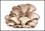 新鲜的蘑菇图片