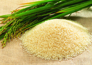 水稻和稻米