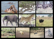非洲野生动物摄影图片