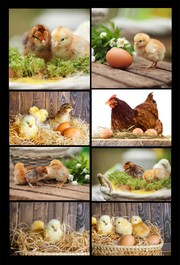 小鸡和鸡蛋图片
