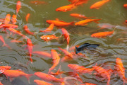 池中红鲤鱼图片