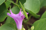 紫色花朵上的蚂蚱