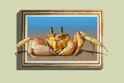 螃蟹3D画图片