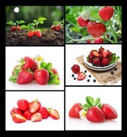 草莓摄影高清图