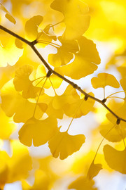 秋天银杏叶风景高清图片素材