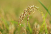 成熟的稻子摄影图片