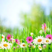 草地上的鲜花摄影图片素材