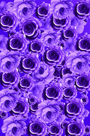 紫色玫瑰花背景设计图片