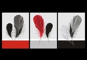 红黑羽毛现代三联无框画装饰图片