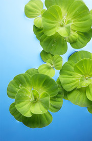 清新带水珠的绿叶背景图片素材