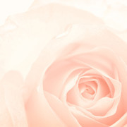 粉色玫瑰花暖色背景图片素材