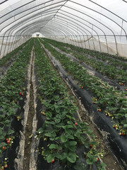 草莓种植大棚高清图片素材
